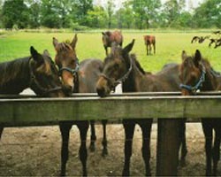 Absetzer im Sommer 2003