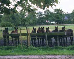 Treffen sich an der "Haferbar" ...